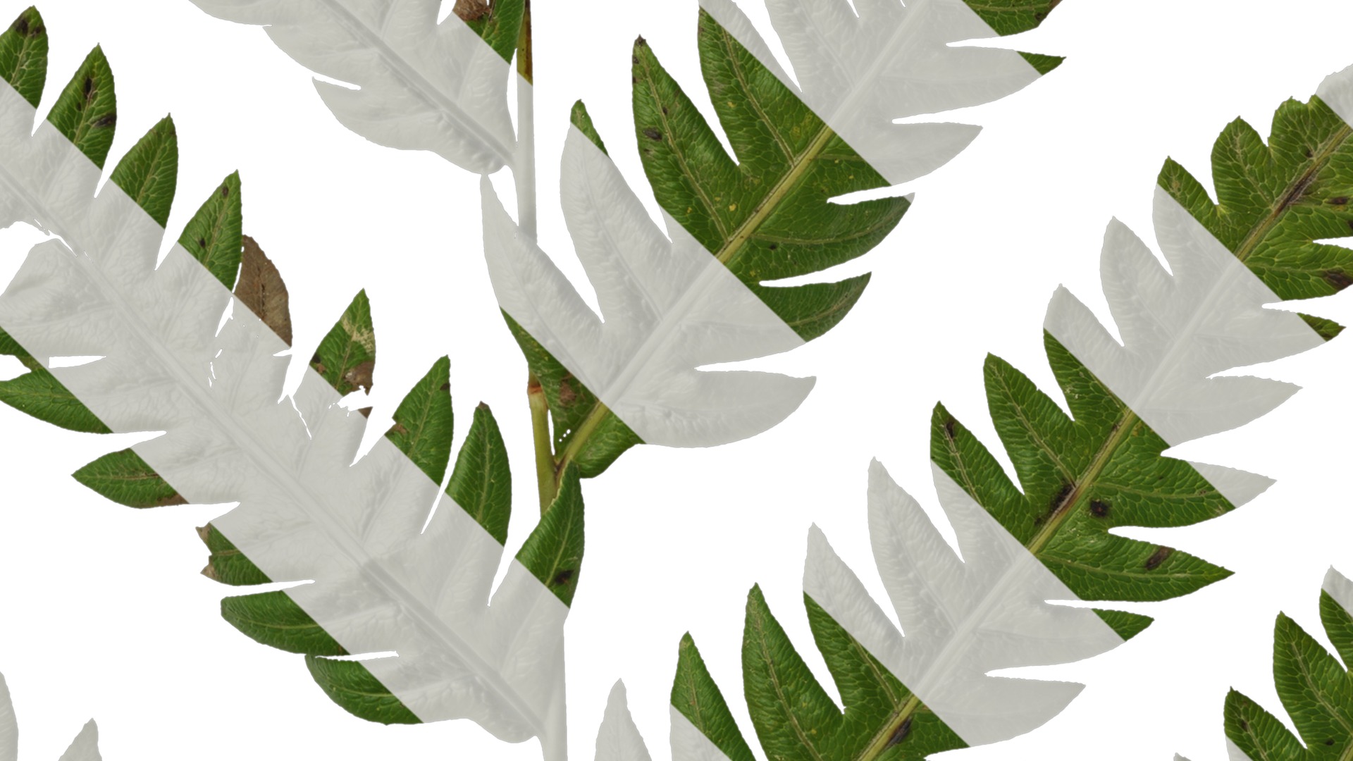 Anydrafts Cibotium barometz Leaf 01 Texture_7