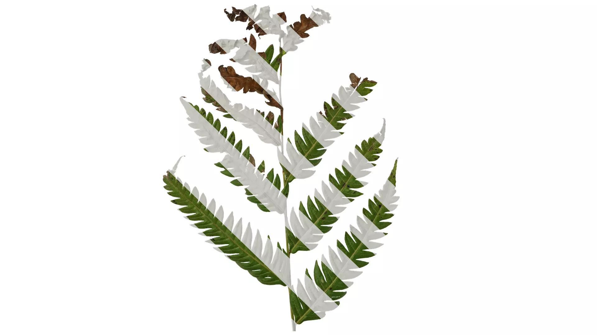 Anydrafts Cibotium barometz Leaf 01 Texture_0