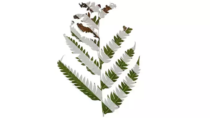 Anydrafts Cibotium barometz Leaf 01