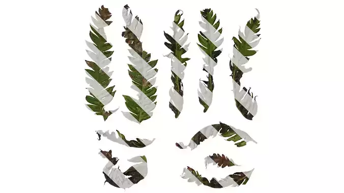 Anydrafts Cibotium barometz Leaf 02