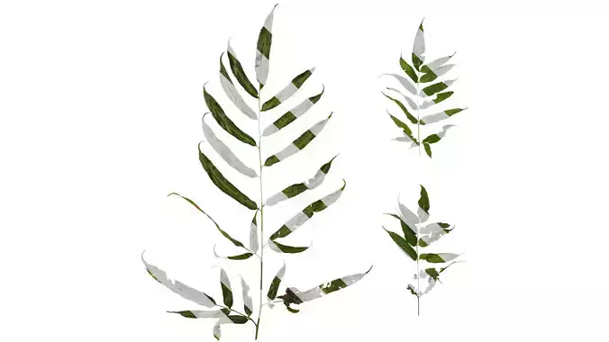 Anydrafts Coniogramme japonica Atlas 03