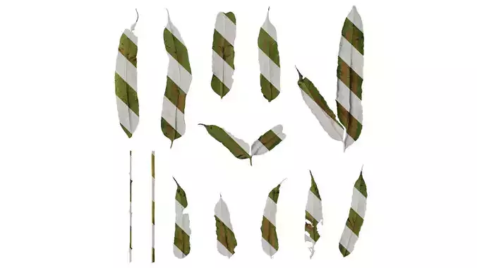 Anydrafts Coniogramme japonica Leaf 01 B