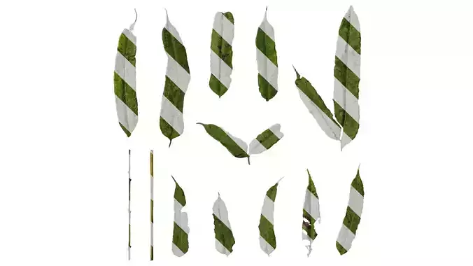 Anydrafts Coniogramme japonica Leaf 01 F