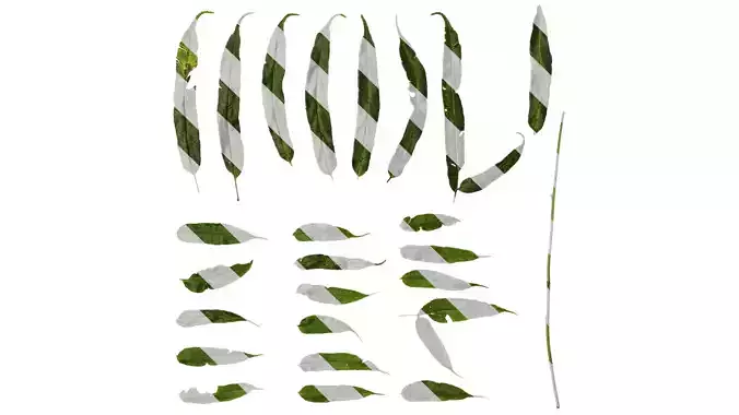 Anydrafts Coniogramme japonica Leaf 03
