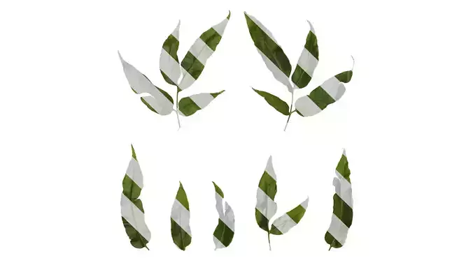 Anydrafts Coniogramme japonica Leaf 04