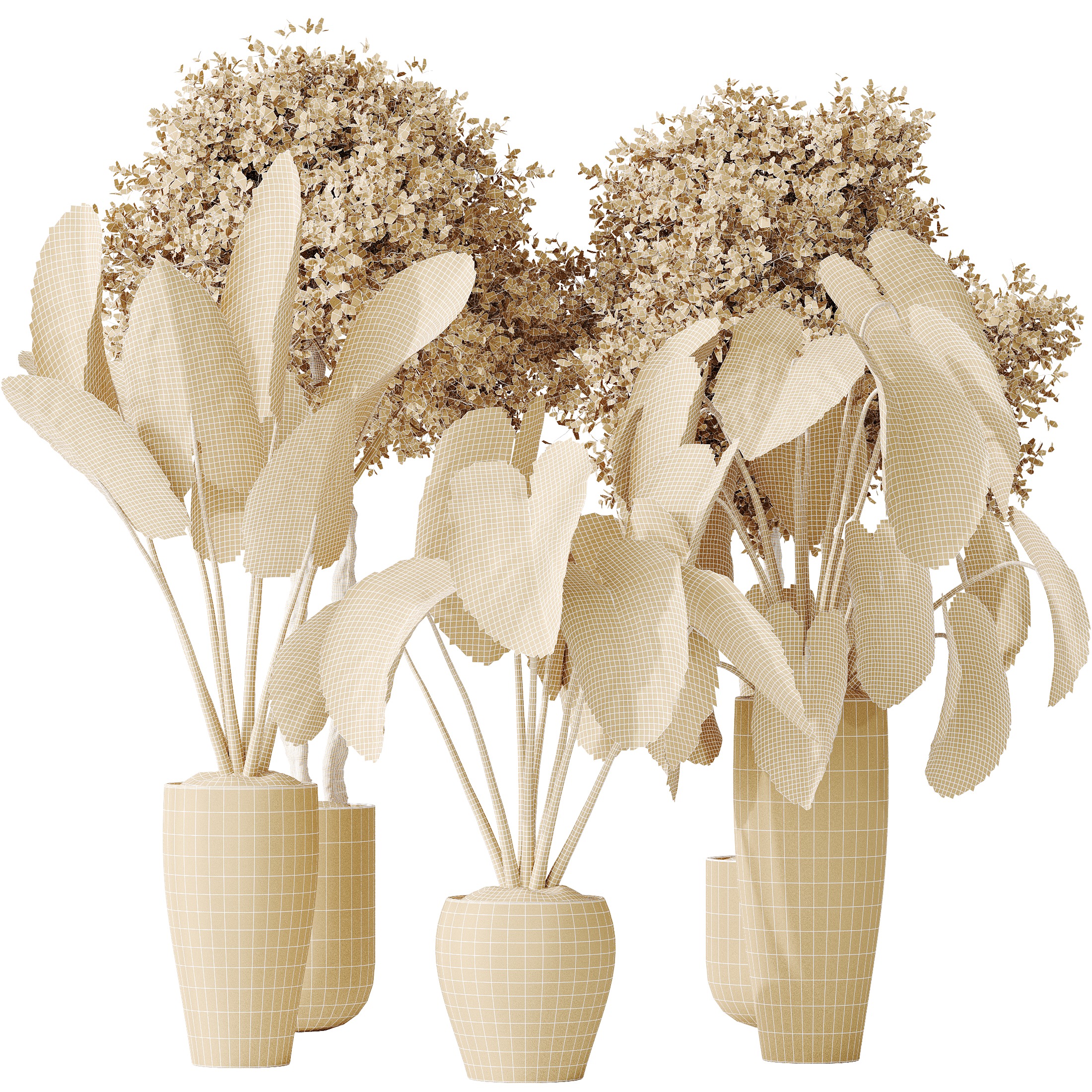 AV Indoor plants set 149 Cunjevoi Jardin and Arbequina Olive 3D model_5