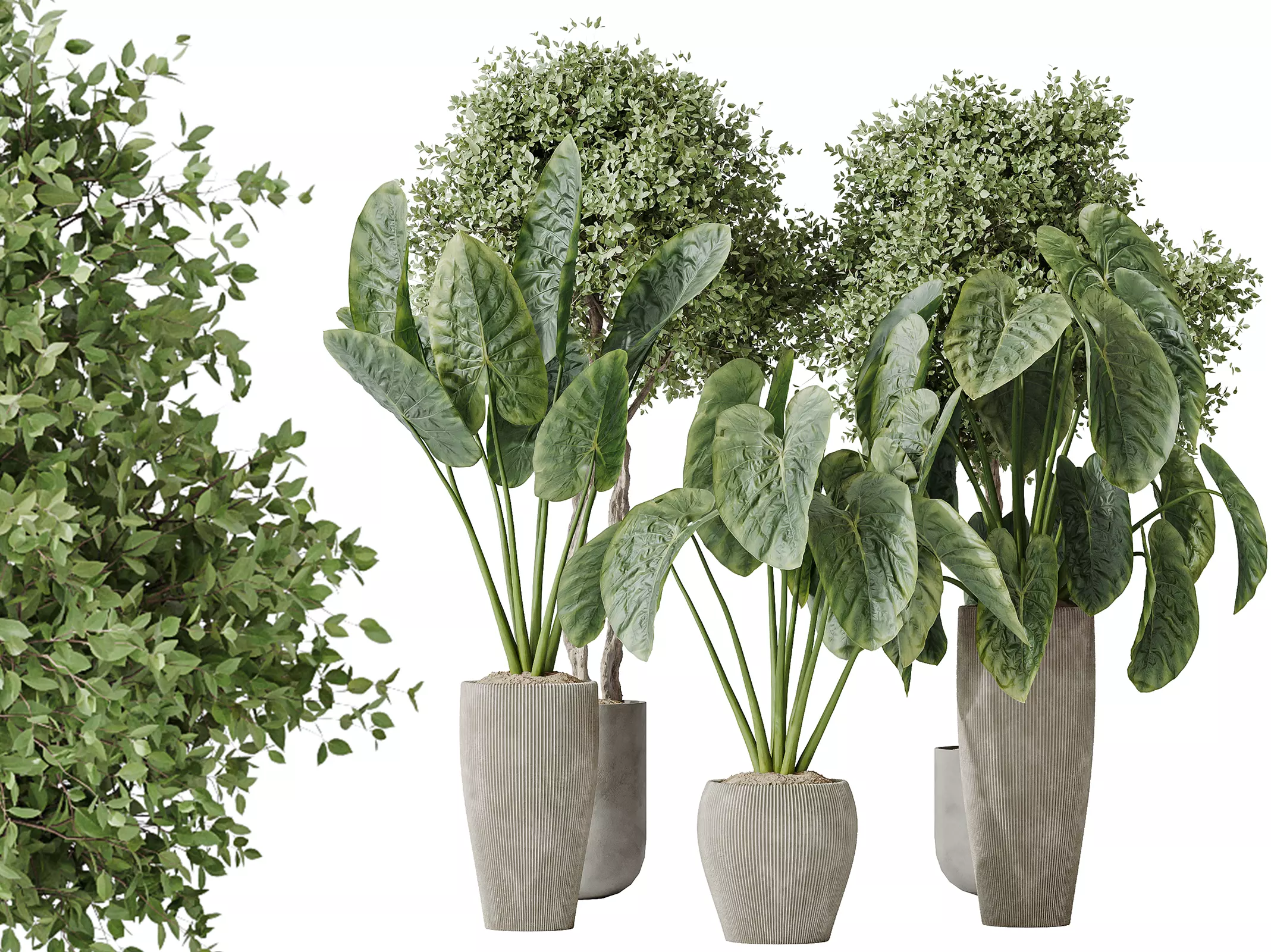 AV Indoor plants set 149 Cunjevoi Jardin and Arbequina Olive 3D model_0