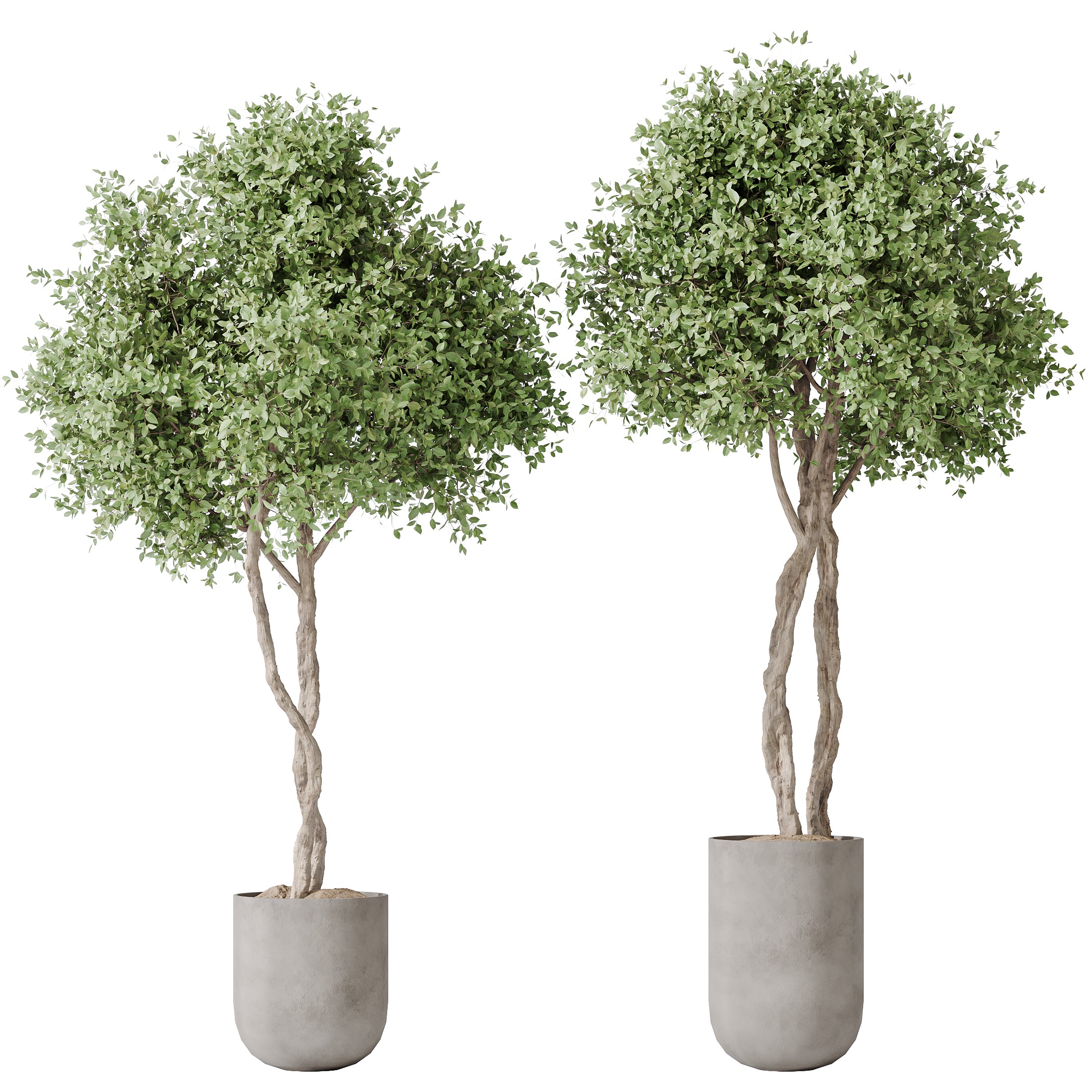 AV Indoor plants set 149 Cunjevoi Jardin and Arbequina Olive 3D model_2