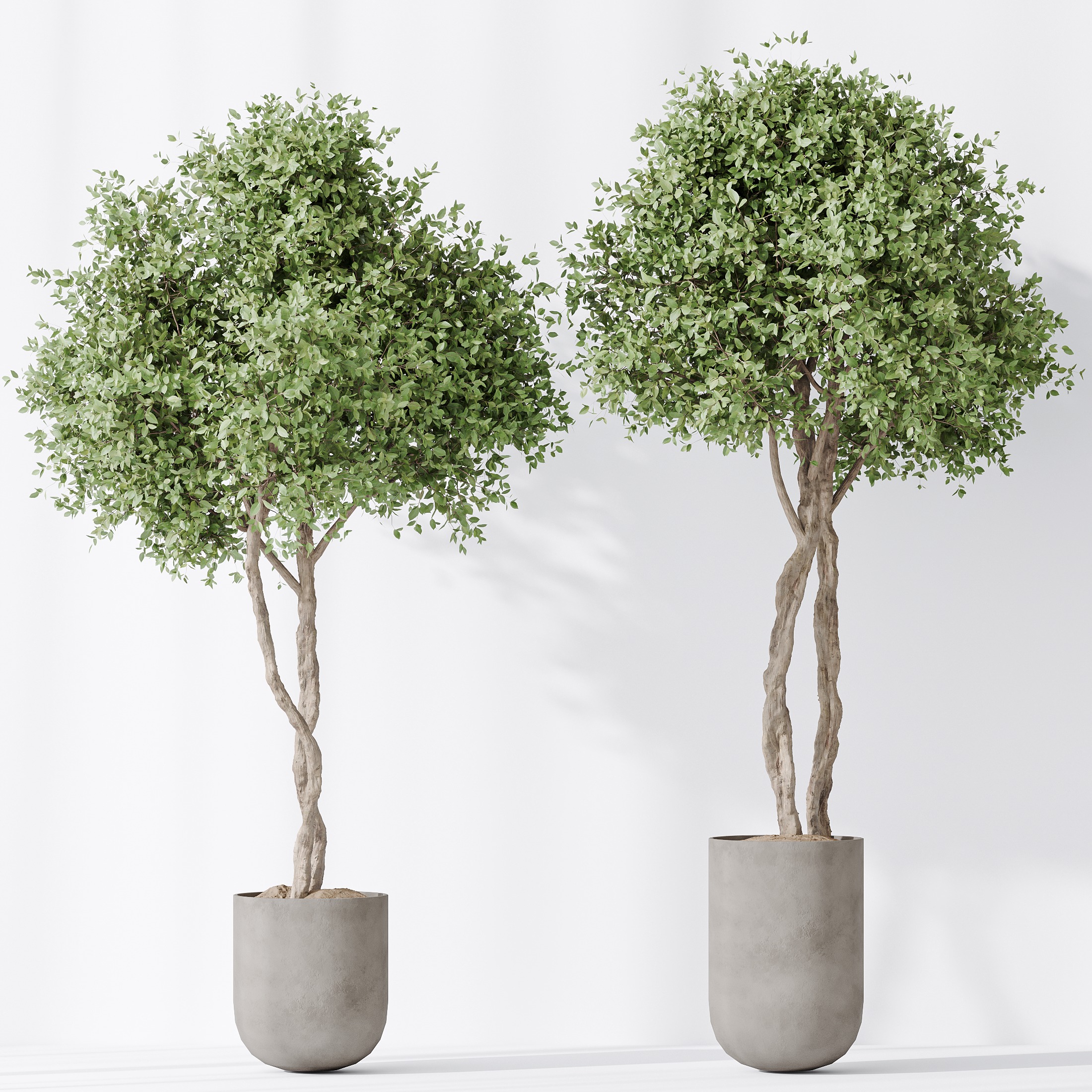 AV Indoor plants set 149 Cunjevoi Jardin and Arbequina Olive 3D model_4