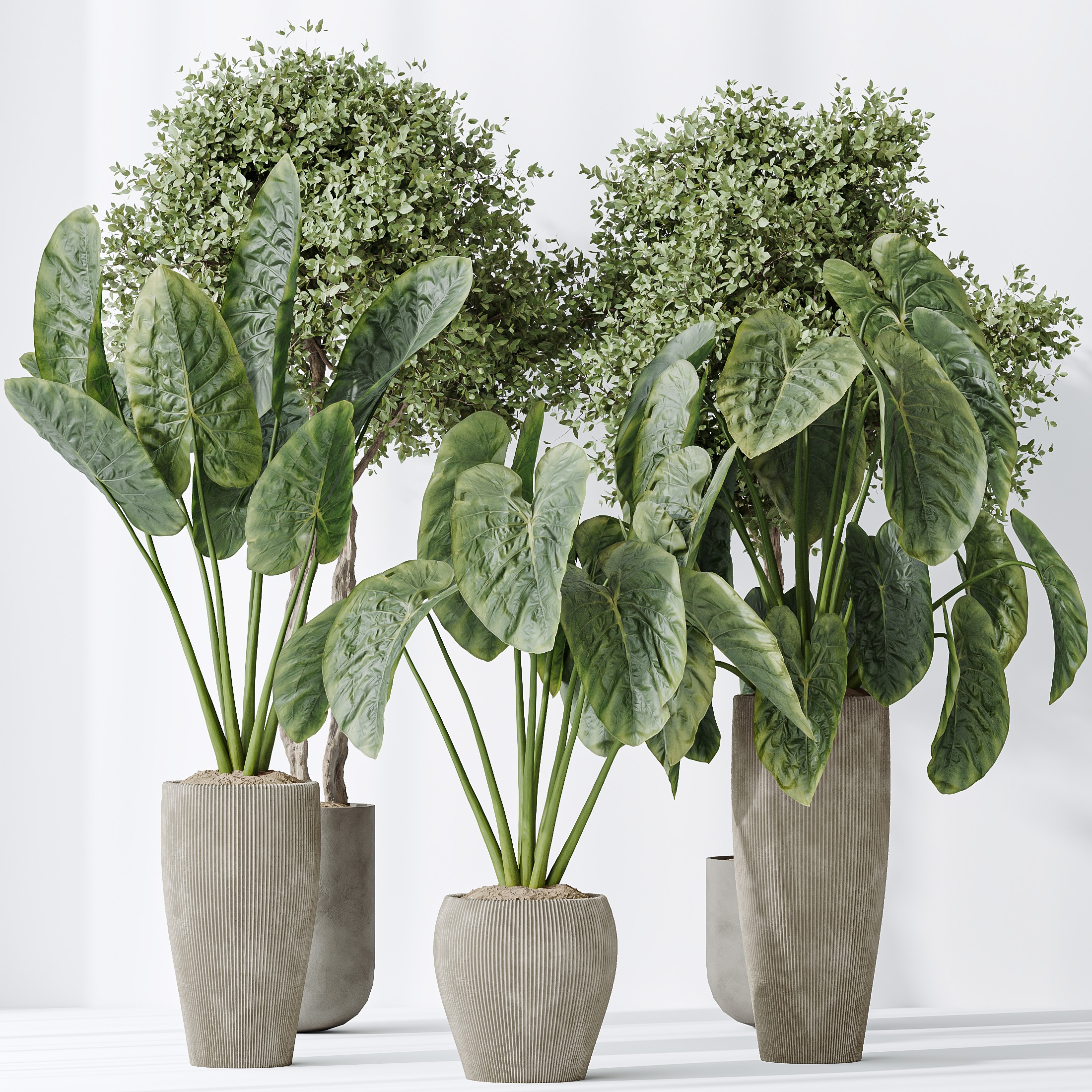 AV Indoor plants set 149 Cunjevoi Jardin and Arbequina Olive 3D model_3