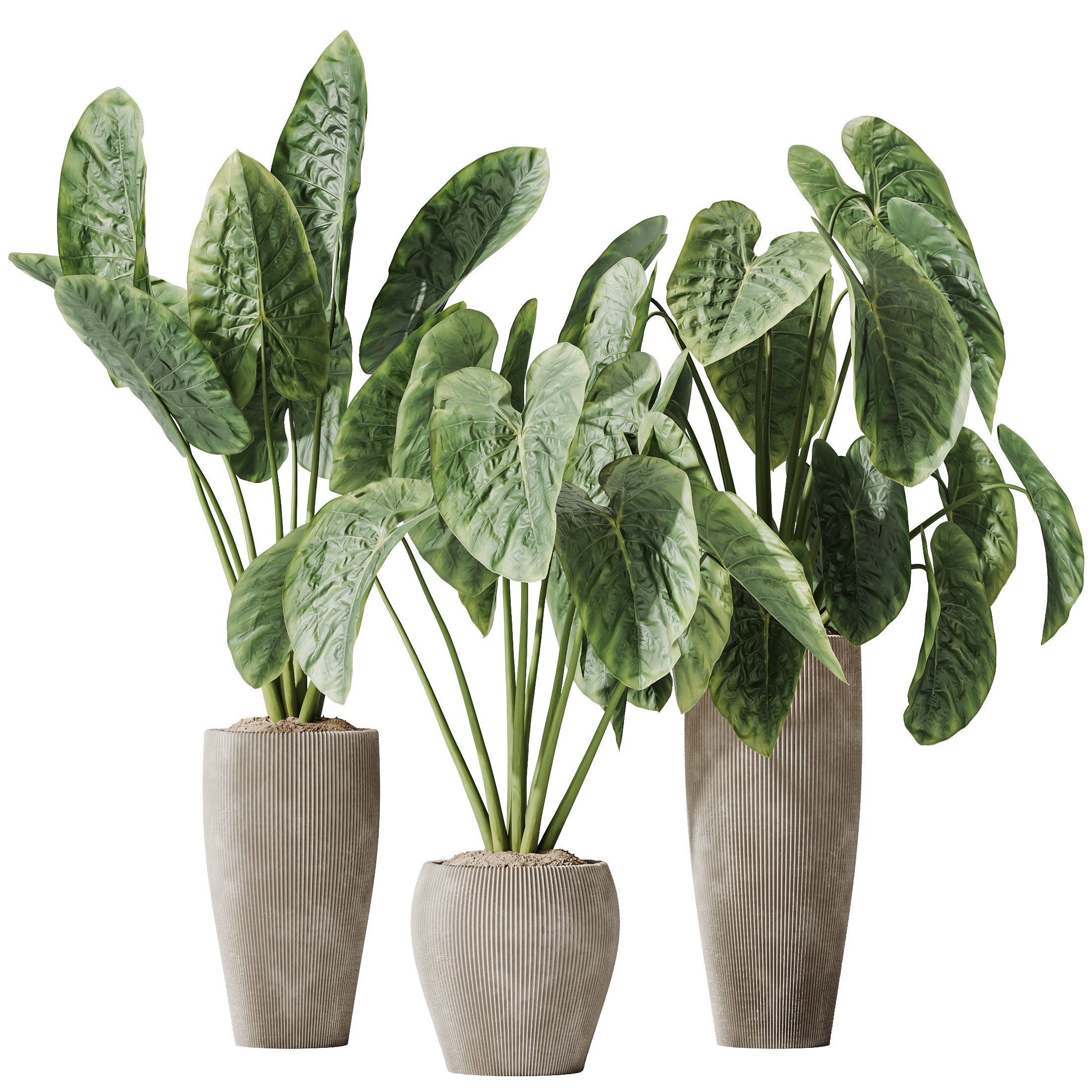 AV Indoor plants set 149 Cunjevoi Jardin and Arbequina Olive 3D model_1