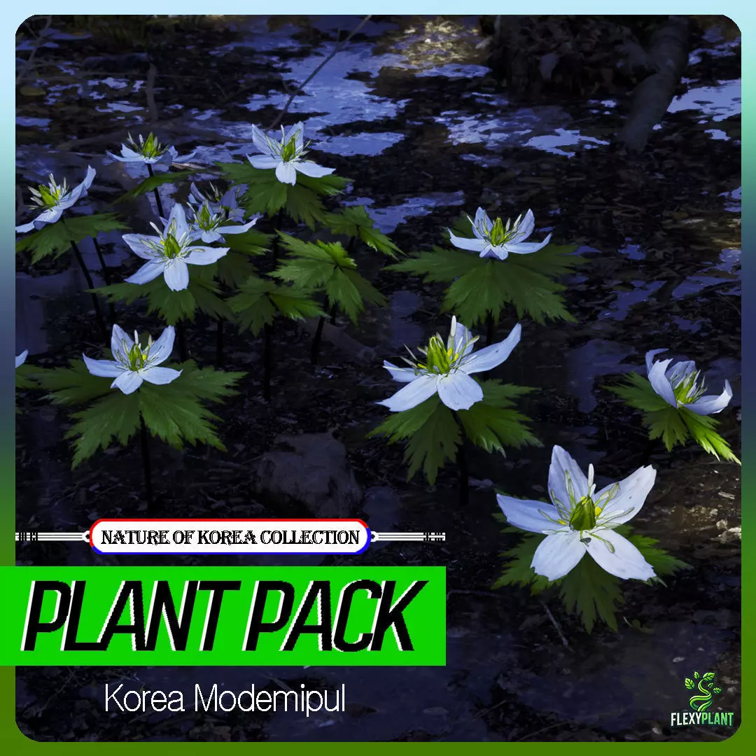 Korean Endemic Species Plant - 4 Korea Modemipul Flower Low-poly 3D model