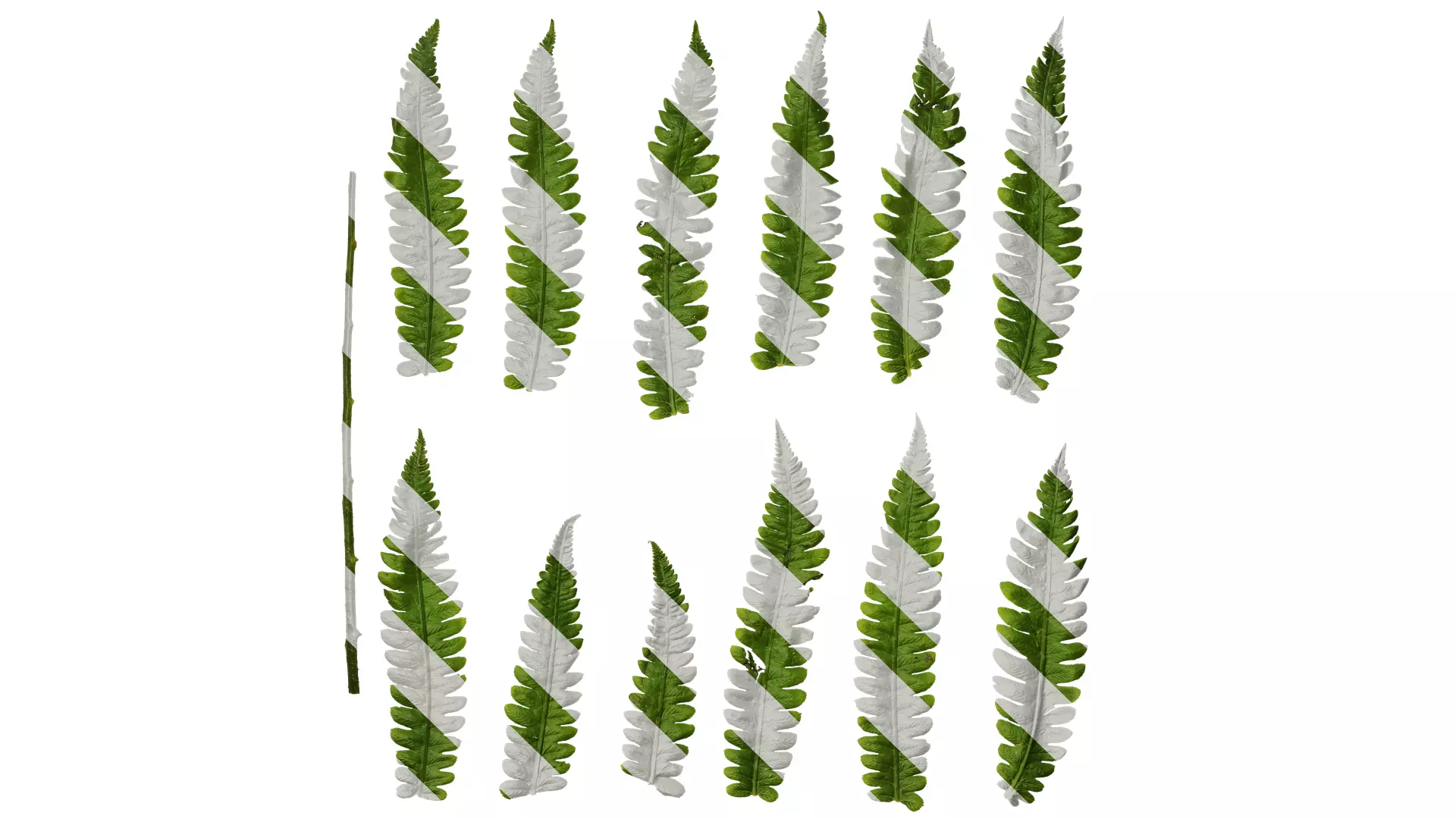 Anydrafts Cyclosorus dentatus Leaf 02 Texture_0