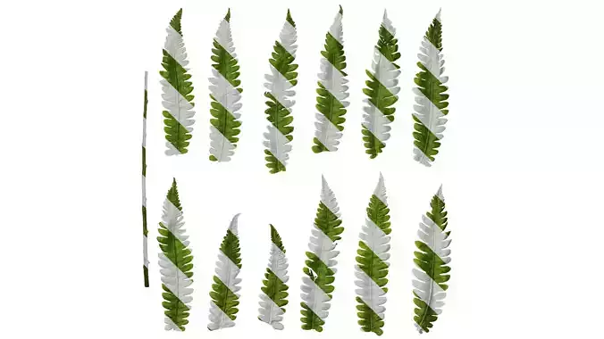 Anydrafts Cyclosorus dentatus Leaf 02