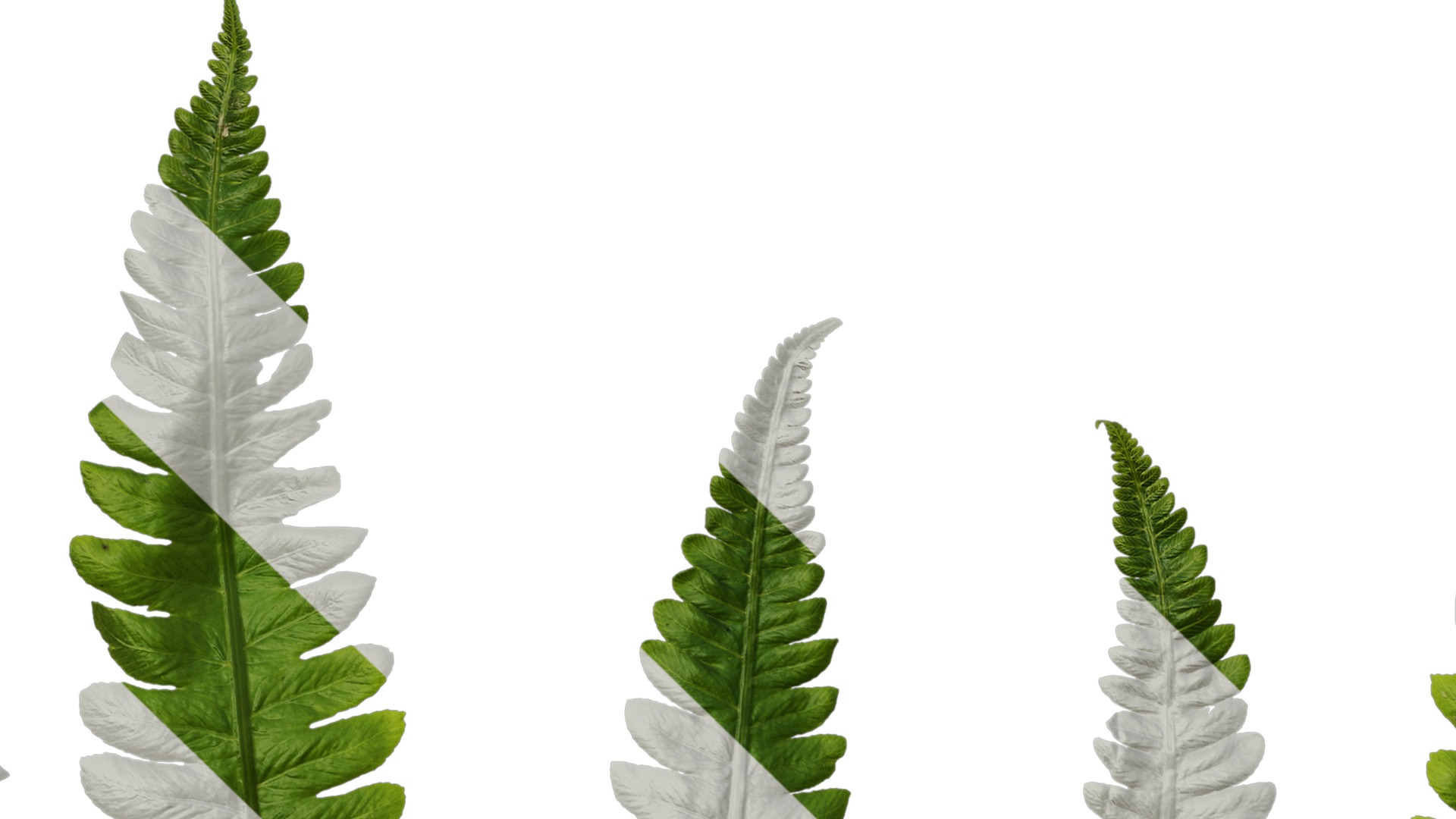 Anydrafts Cyclosorus dentatus Leaf 02 Texture_5