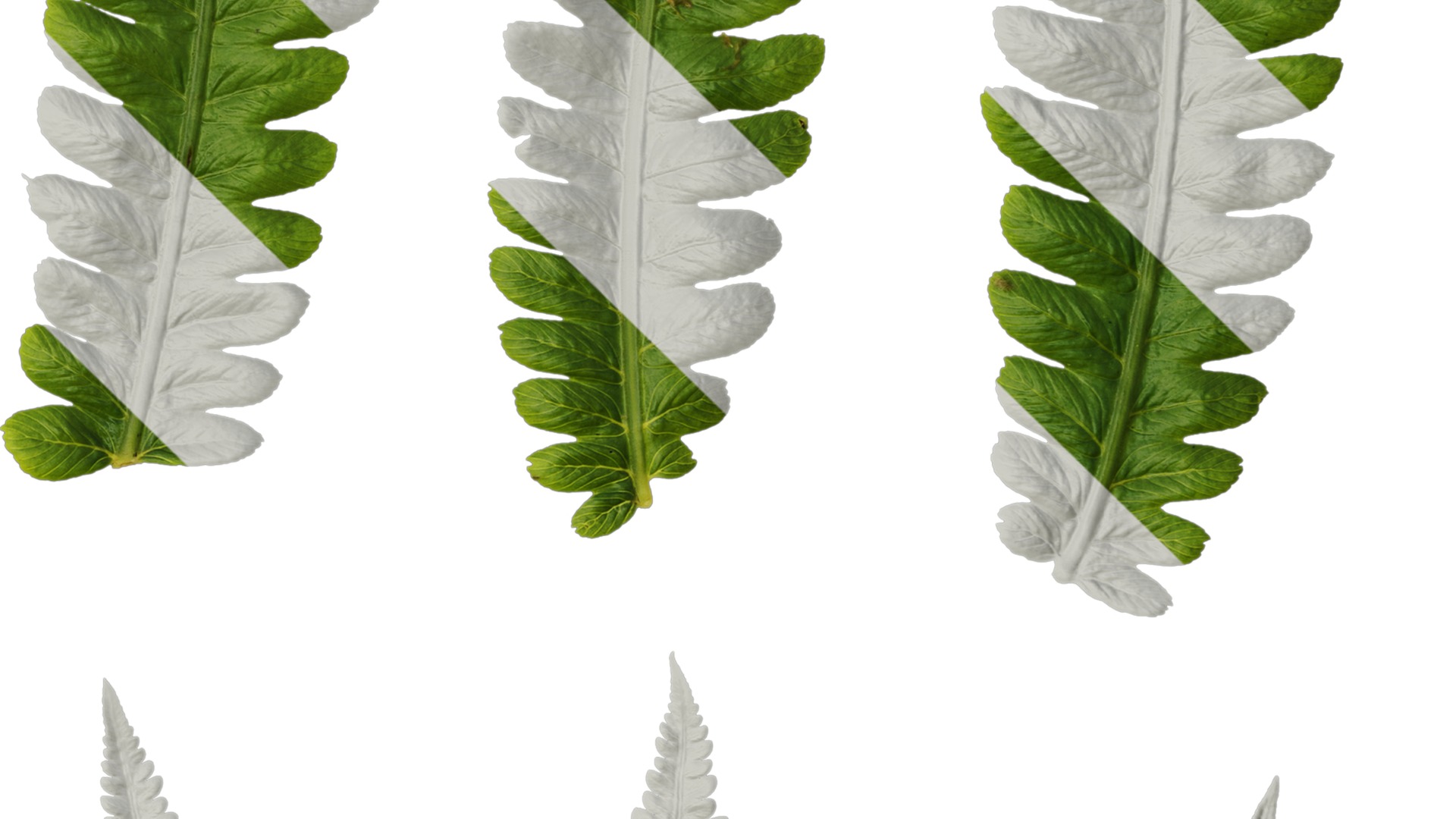 Anydrafts Cyclosorus dentatus Leaf 02 Texture_4