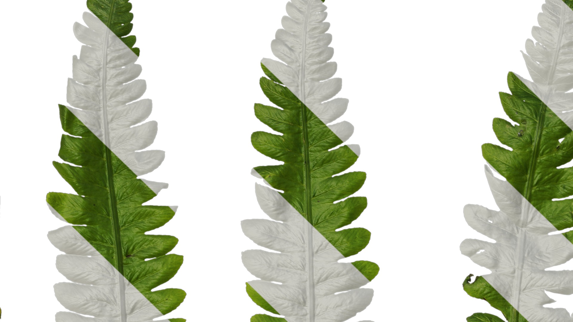 Anydrafts Cyclosorus dentatus Leaf 02 Texture_1