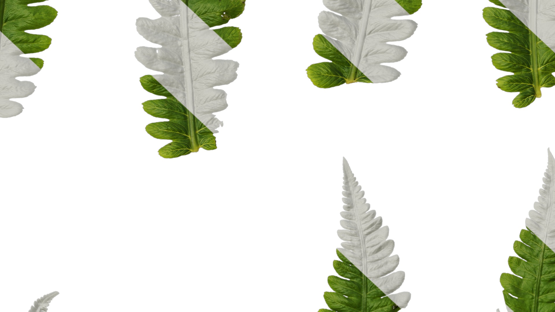 Anydrafts Cyclosorus dentatus Leaf 02 Texture_7