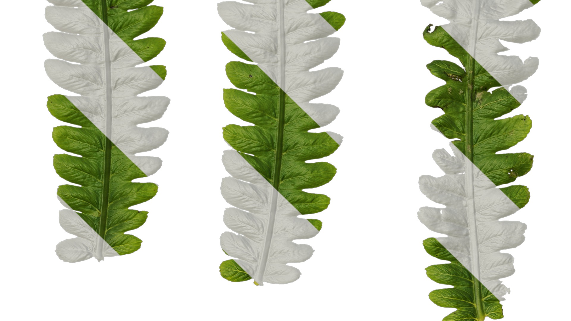 Anydrafts Cyclosorus dentatus Leaf 02 Texture_3