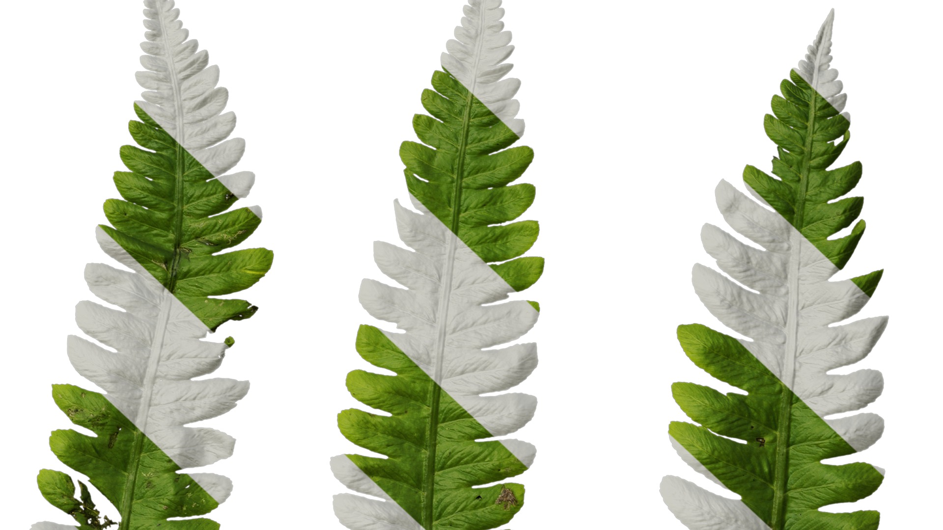 Anydrafts Cyclosorus dentatus Leaf 02 Texture_6