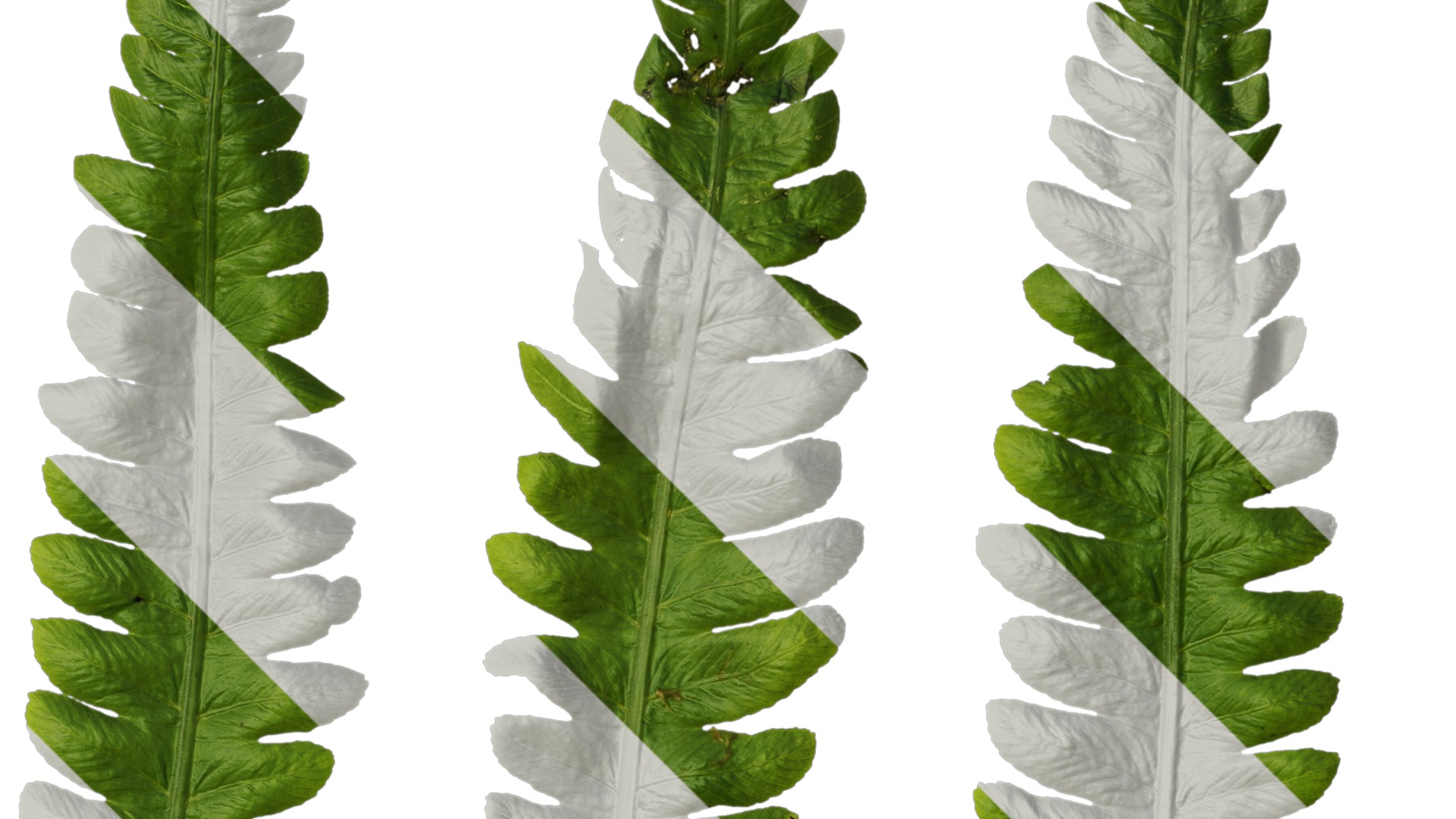 Anydrafts Cyclosorus dentatus Leaf 02 Texture_2