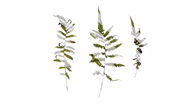 Anydrafts Cyclosorus interruptus Atlas 01