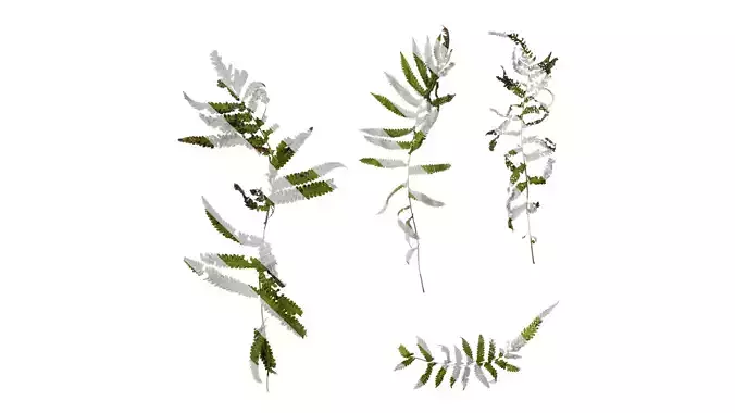 Anydrafts Cyclosorus interruptus Atlas 02