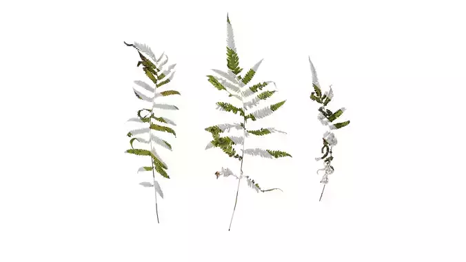 Anydrafts Cyclosorus interruptus Atlas 03