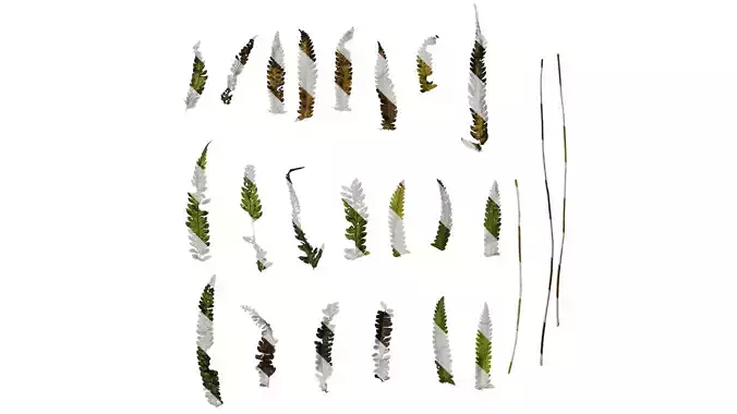 Anydrafts Cyclosorus interruptus Leaf 01