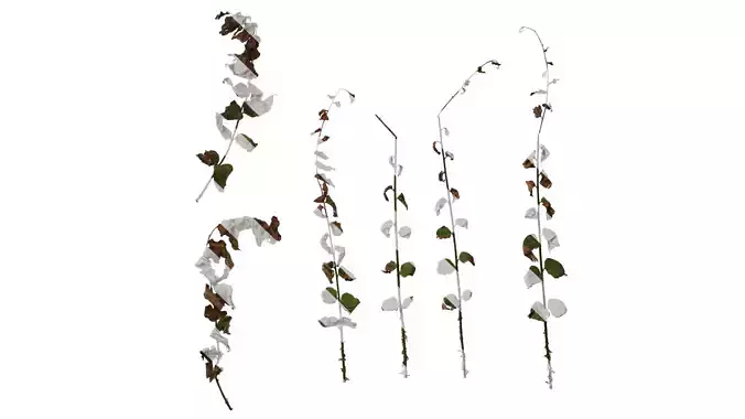 Anydrafts Cyrtomium balansae Atlas 02