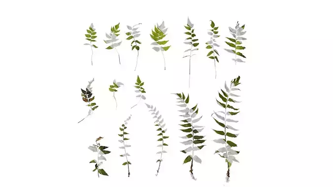 Anydrafts Cyrtomium fortunei Atlas 05