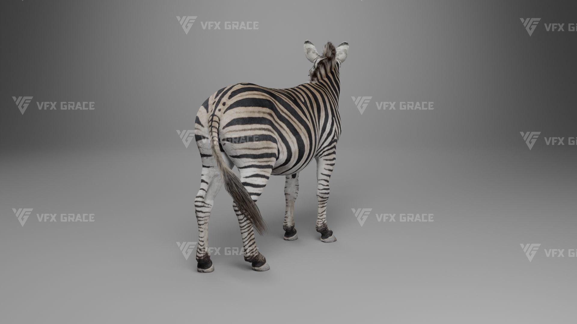 Zebra Animation - VFX Grace 3D model_22