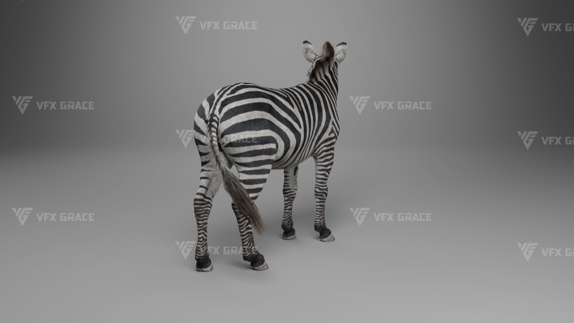 Zebra Animation - VFX Grace 3D model_16