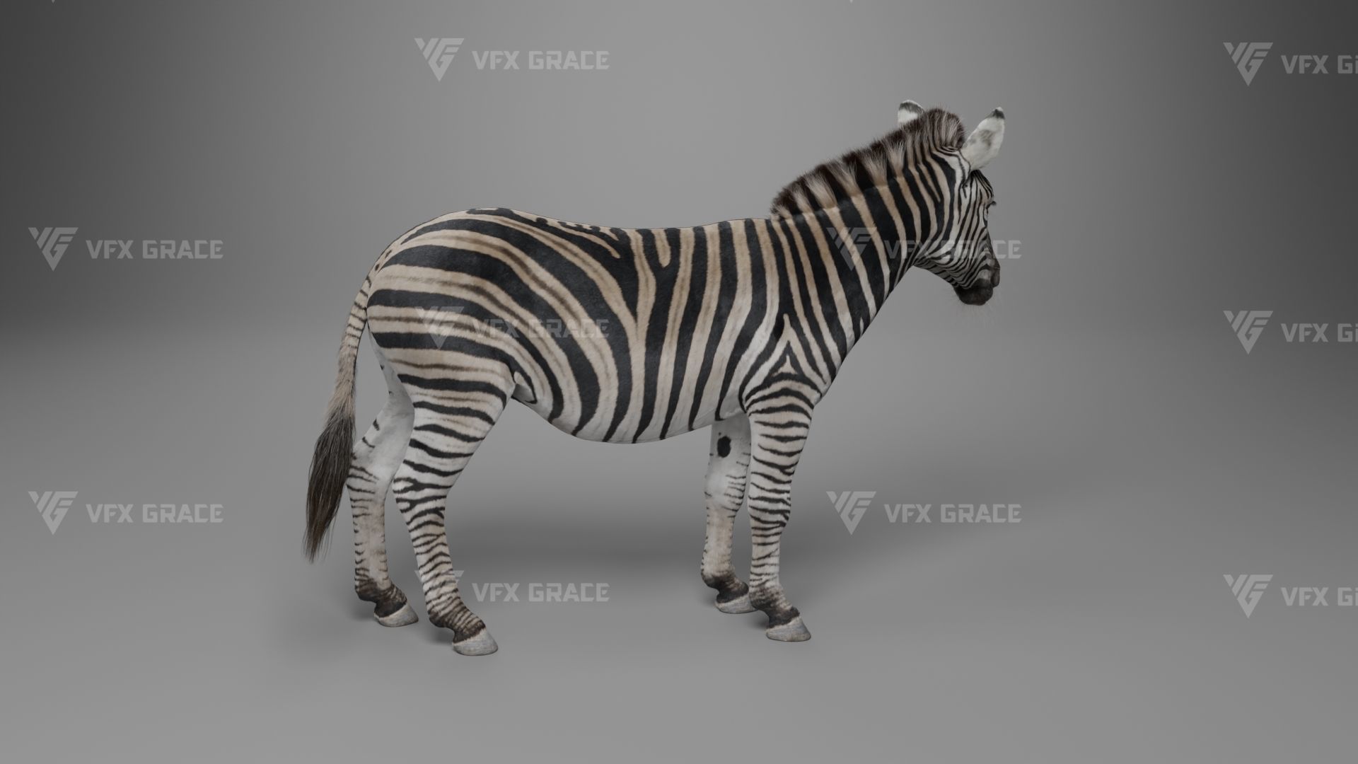 Zebra Animation - VFX Grace 3D model_21