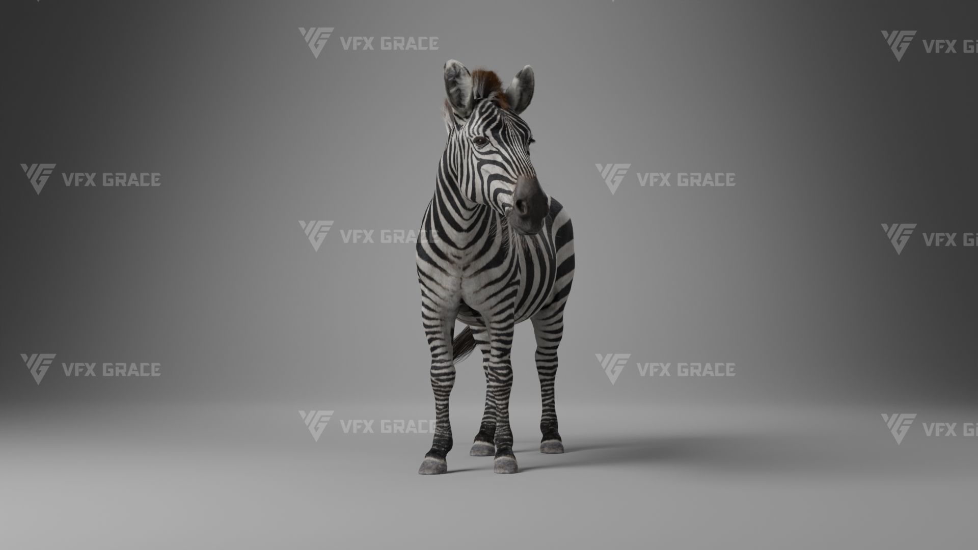 Zebra Animation - VFX Grace 3D model_11