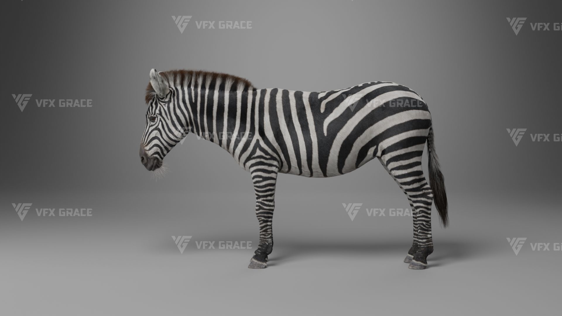 Zebra Animation - VFX Grace 3D model_13