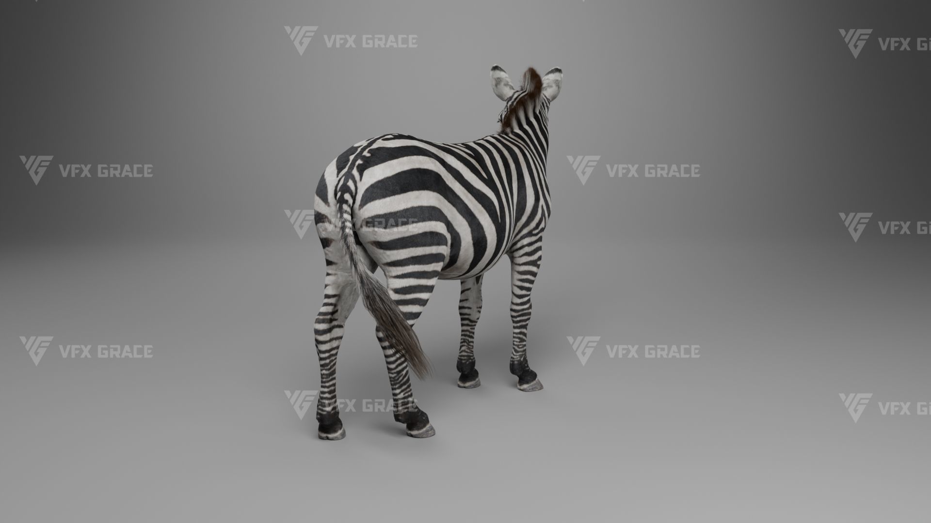 Zebra Animation - VFX Grace 3D model_10