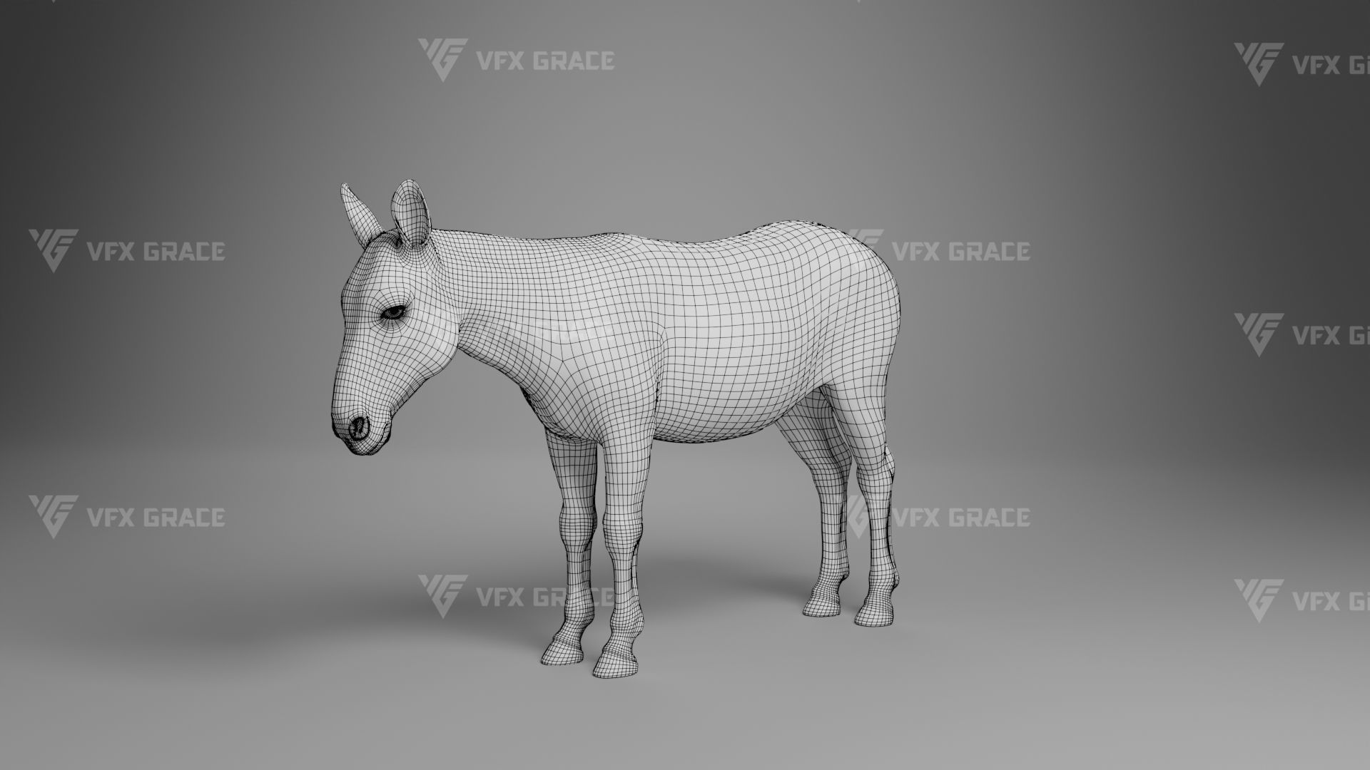 Zebra Animation - VFX Grace 3D model_36