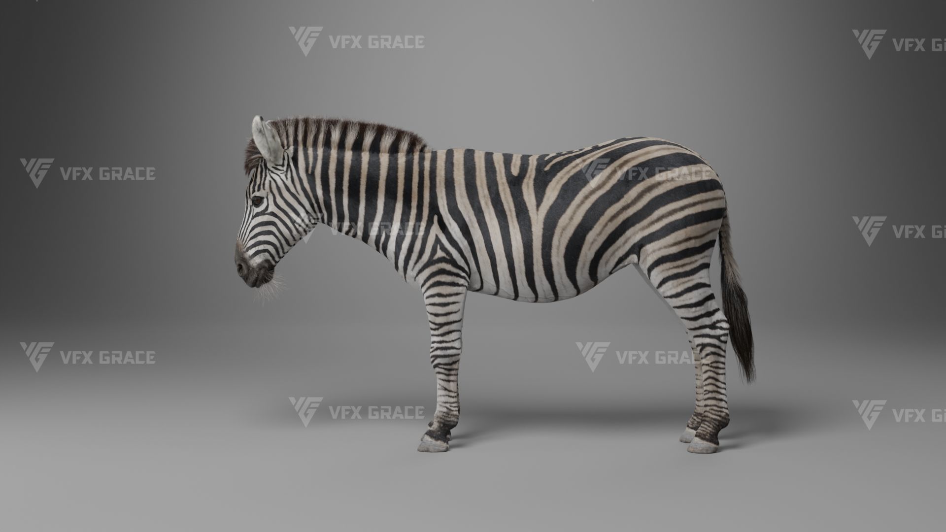 Zebra Animation - VFX Grace 3D model_25