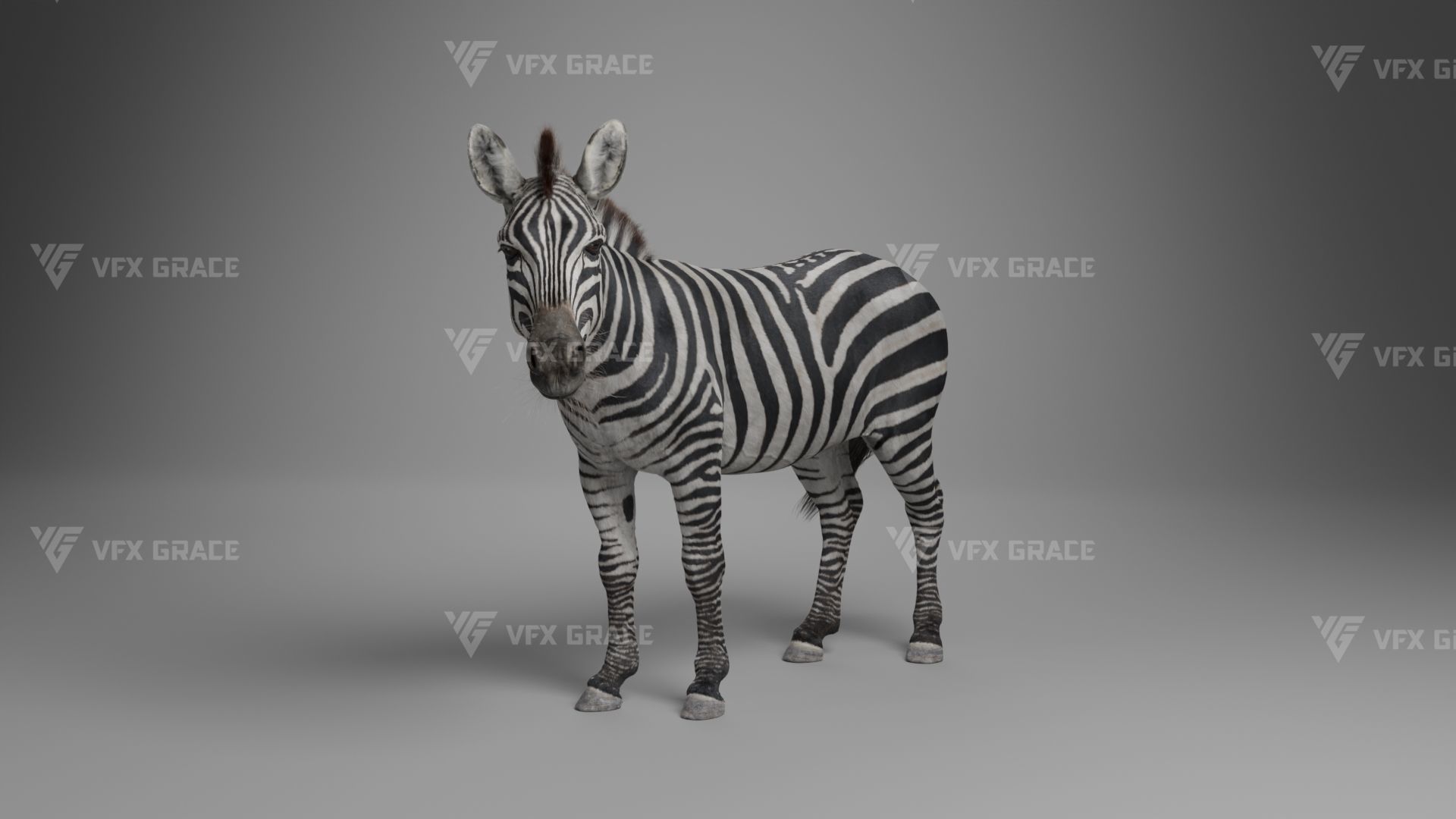 Zebra Animation - VFX Grace 3D model_14