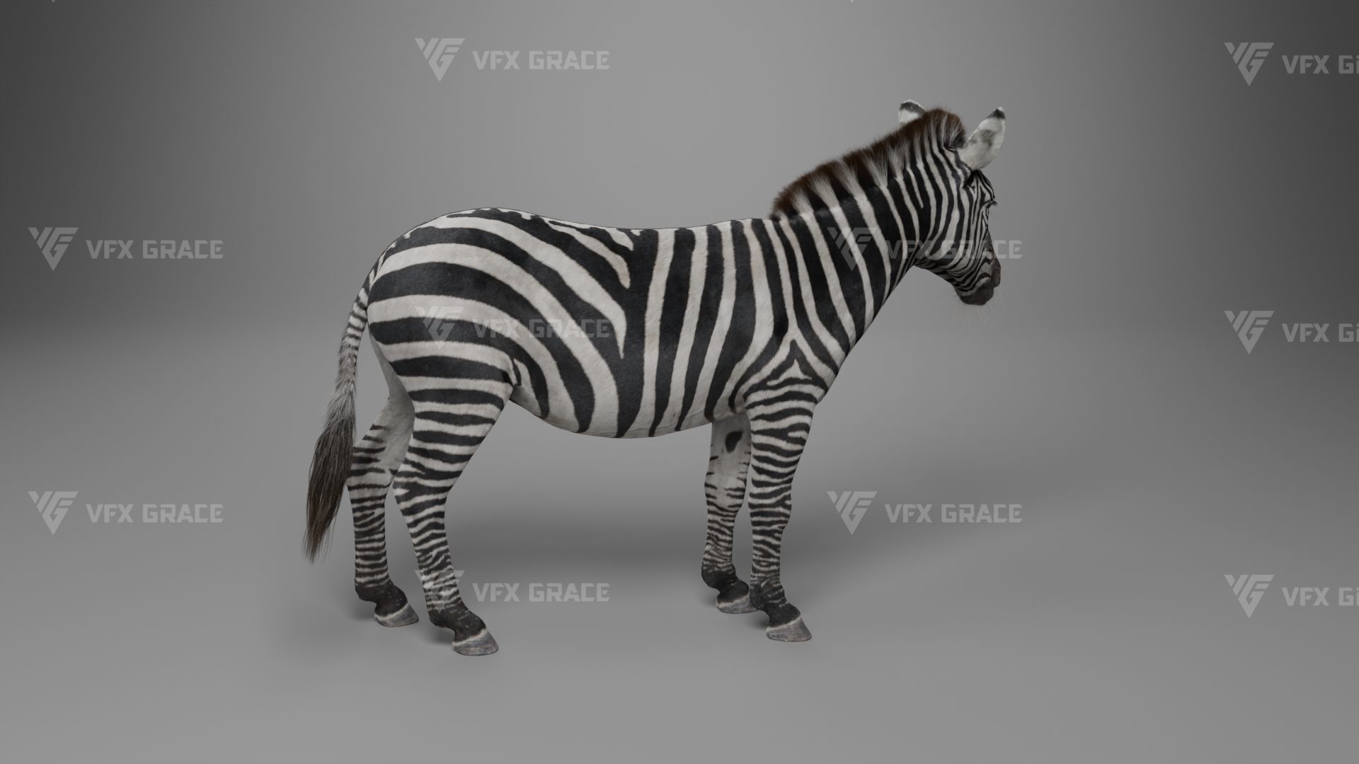 Zebra Animation - VFX Grace 3D model_9