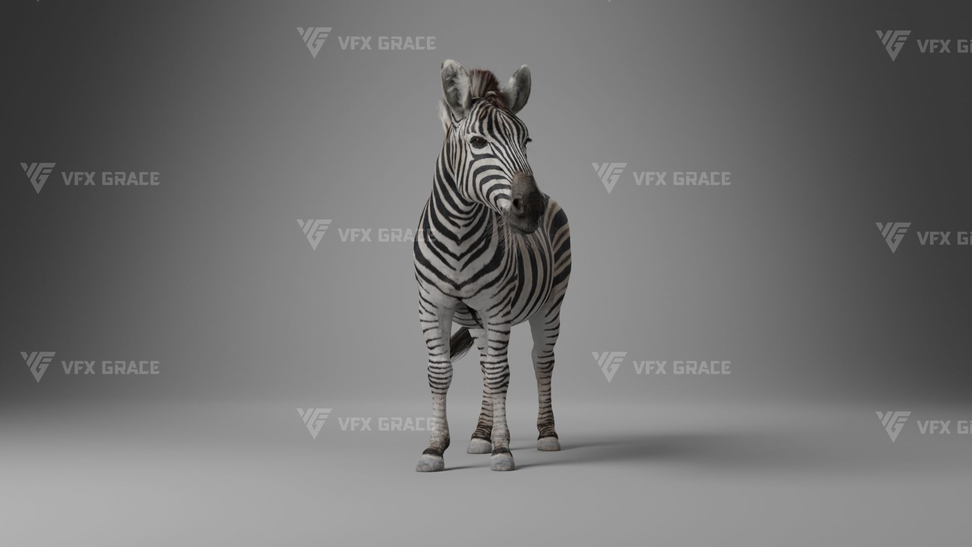 Zebra Animation - VFX Grace 3D model_23