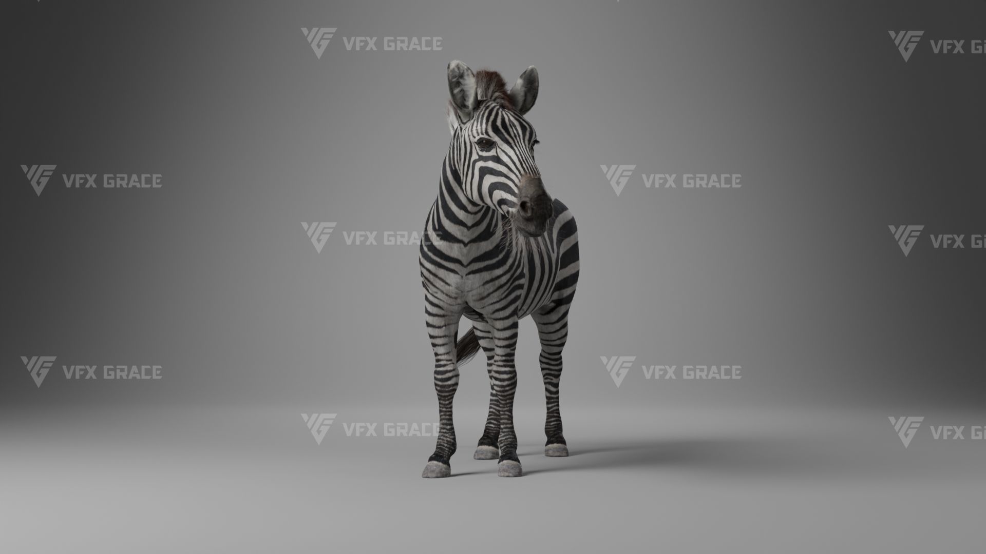 Zebra Animation - VFX Grace 3D model_17