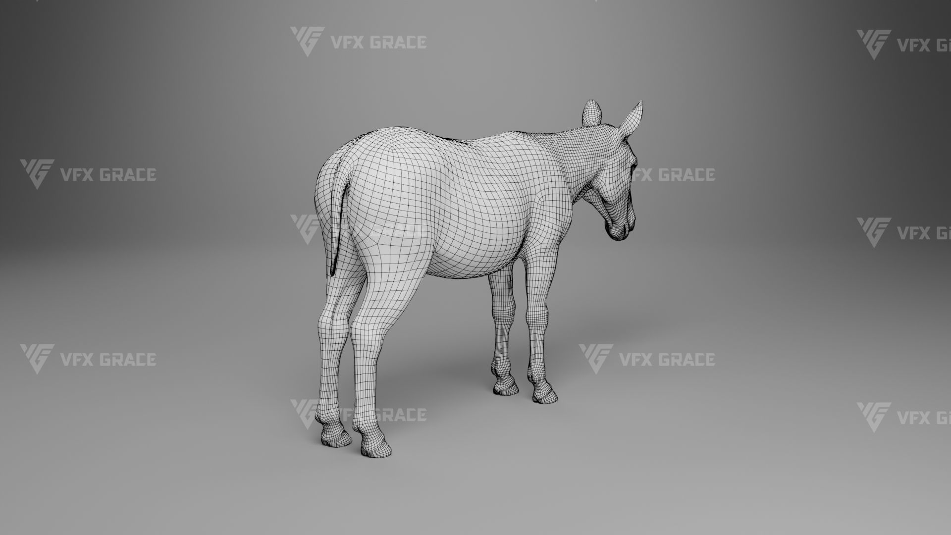 Zebra Animation - VFX Grace 3D model_38