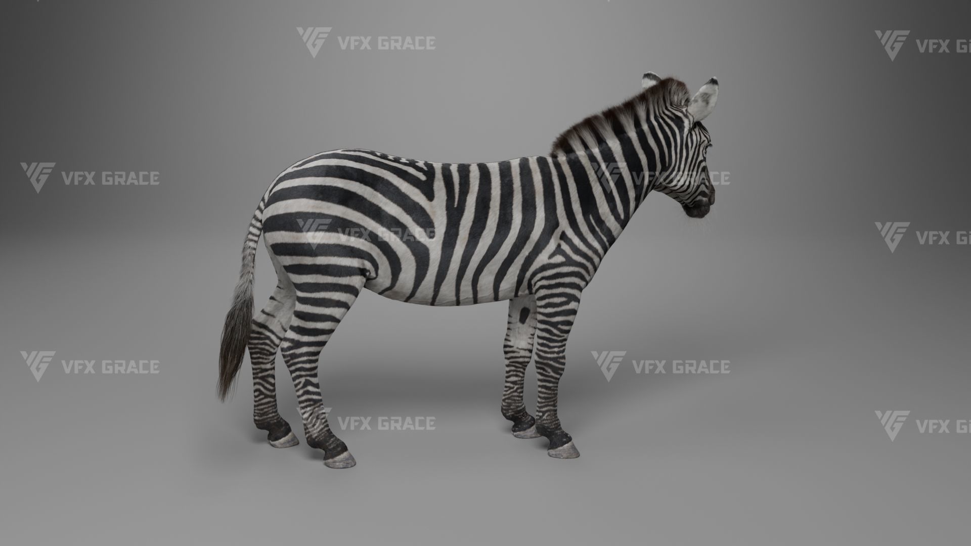 Zebra Animation - VFX Grace 3D model_15