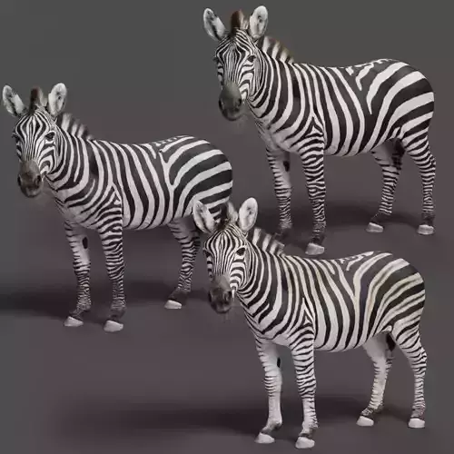 Zebra Animation - VFX Grace 3D model