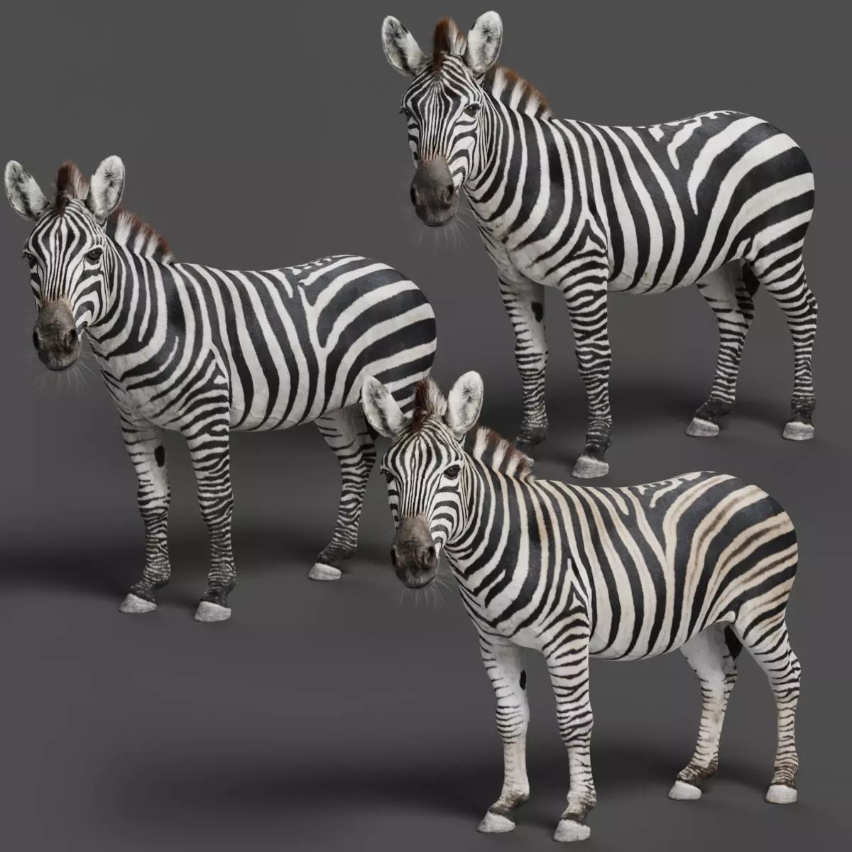 Zebra Animation - VFX Grace 3D model_0