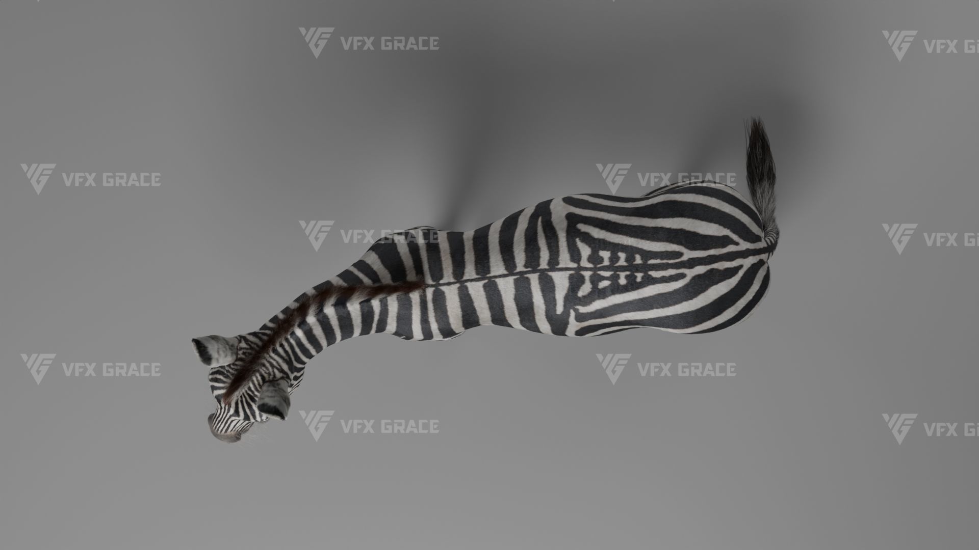 Zebra Animation - VFX Grace 3D model_18