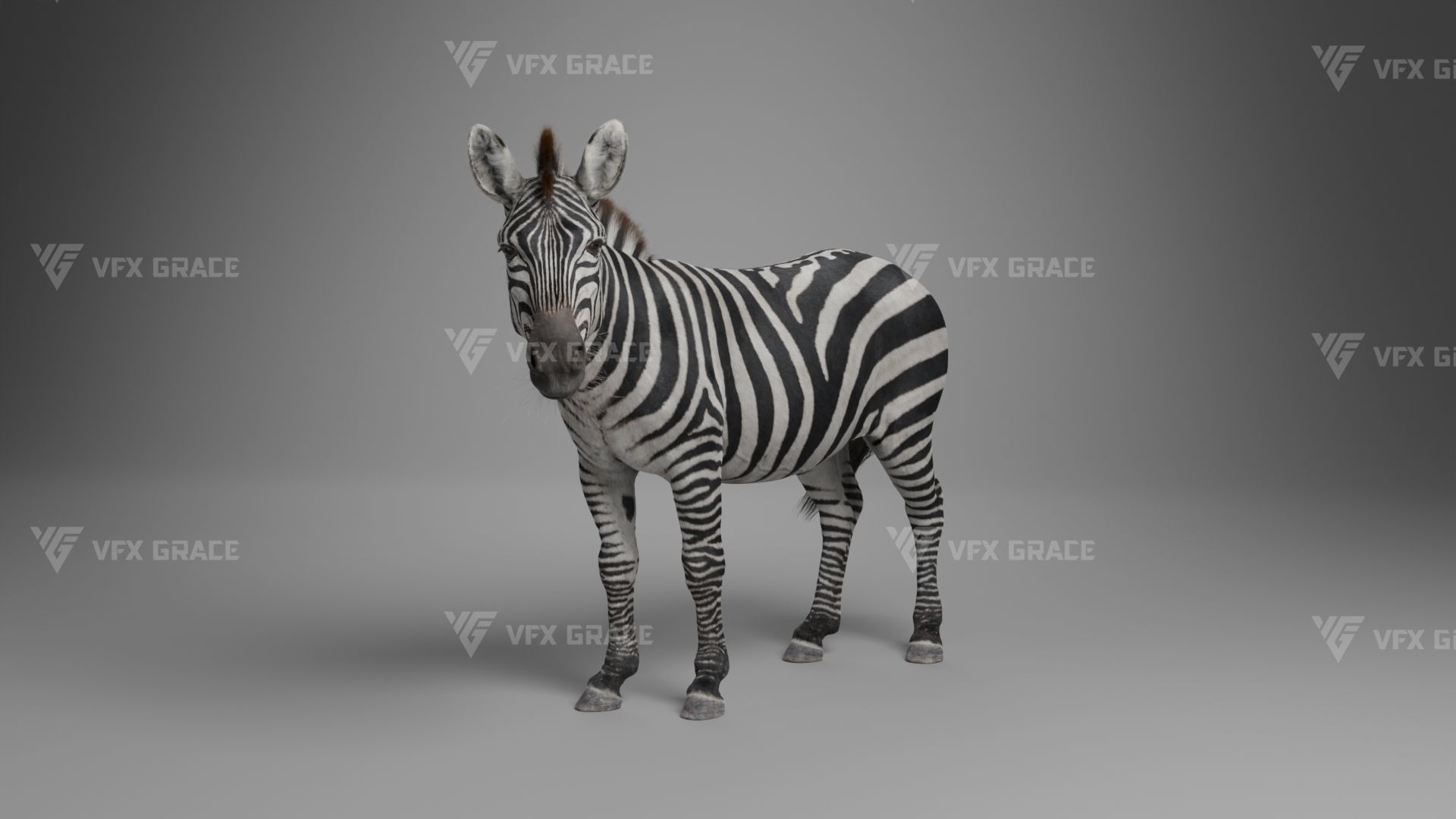 Zebra Animation - VFX Grace 3D model_8