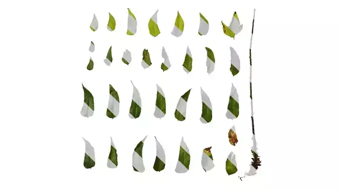 Anydrafts Cyrtomium fortunei Leaf 05 F Texture